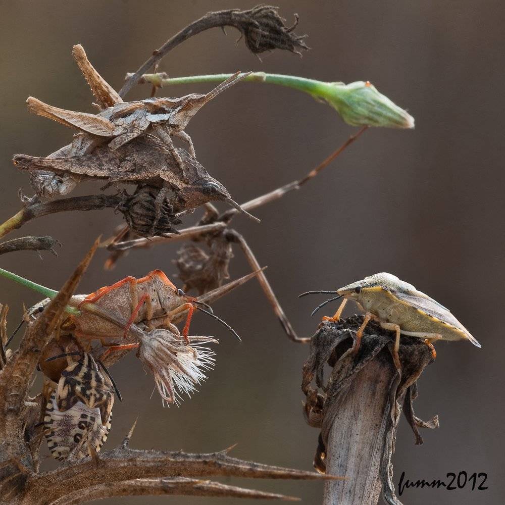 , Игорь ФУММ