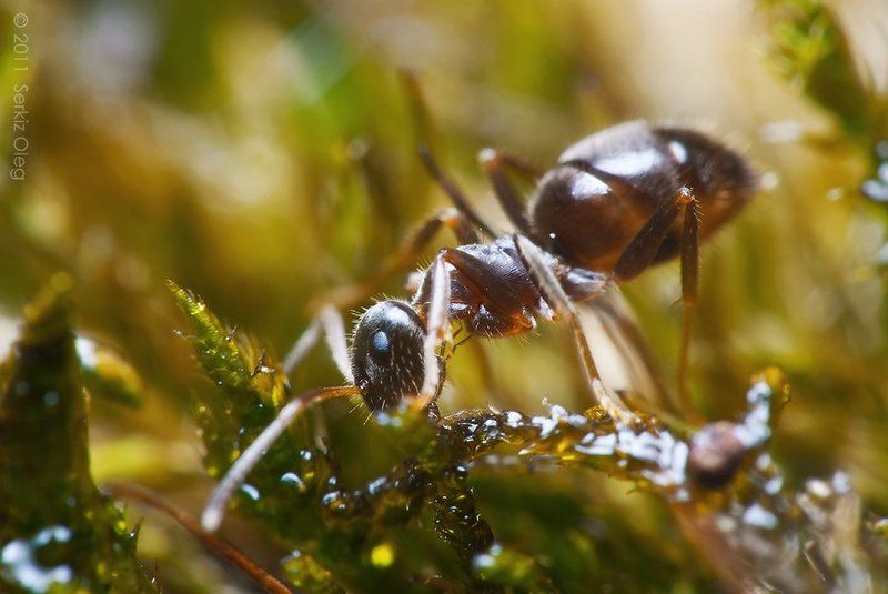 ant, macro, close up, nature, oleg serkiz, муравей, олег серкиз, Deep in the forestphoto preview