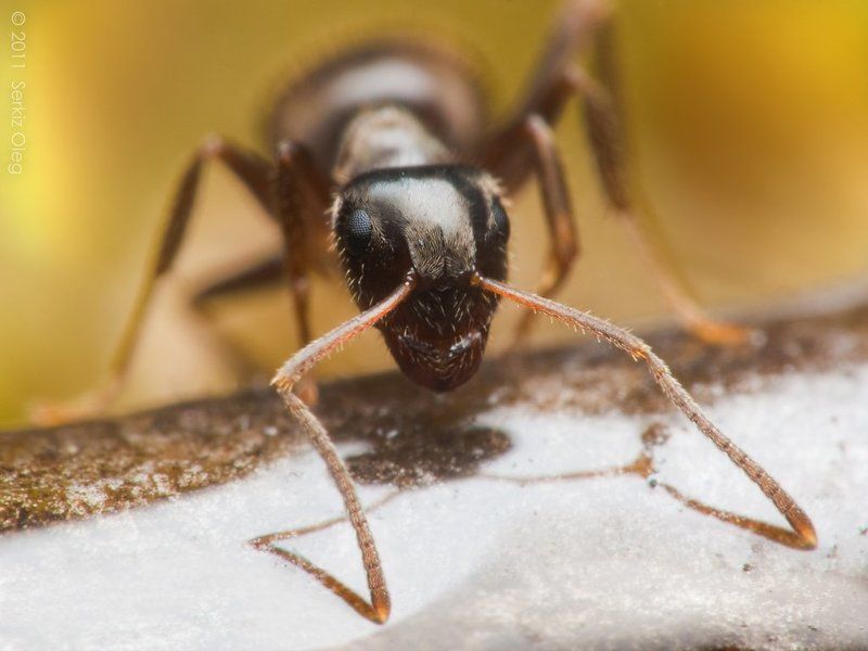 art, macro, close up, ant, face, head, eyes, oleg serkiz, муравей, олег серкиз Guardian of lightphoto preview