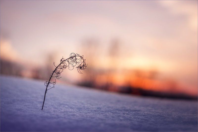 Кудрявый закатphoto preview