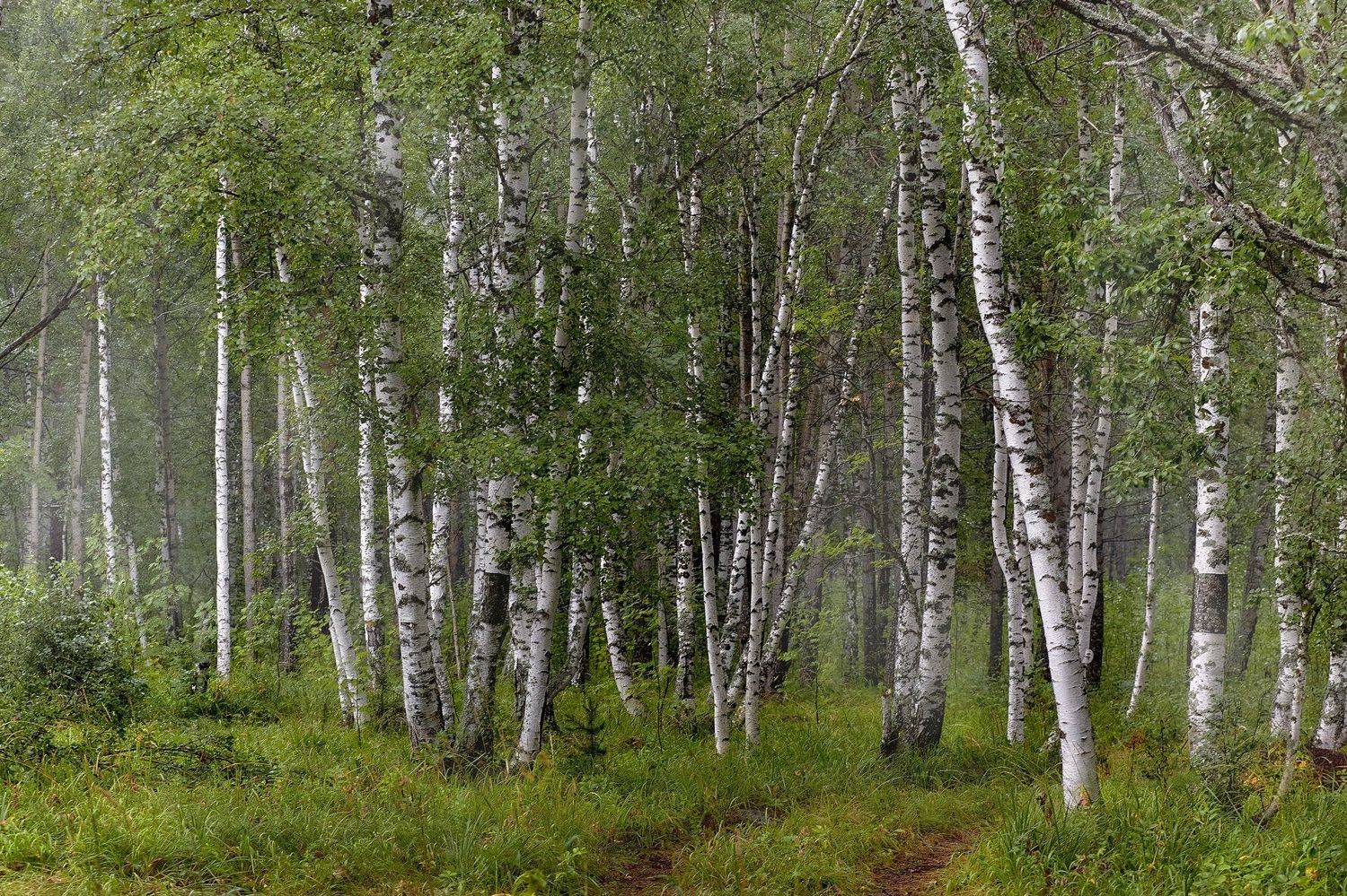 Лесная. Автор: Качурин Алексей южный урал,оренбургская область, орск, новотроицк,башкирия, башкиртостан, Качурин Алексей