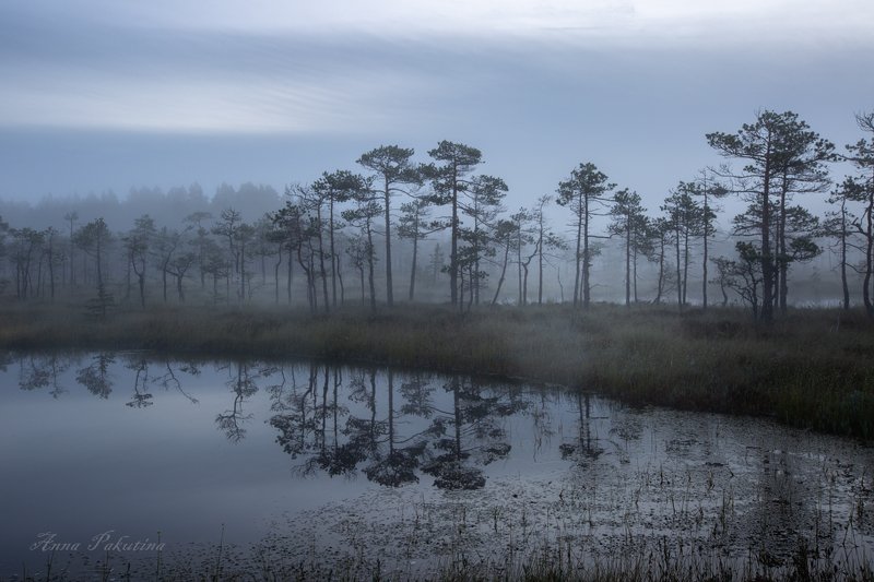 На болотеphoto preview