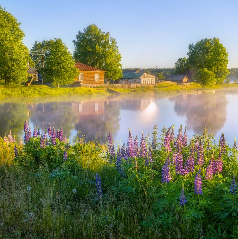 Утро с люпинамиphoto preview