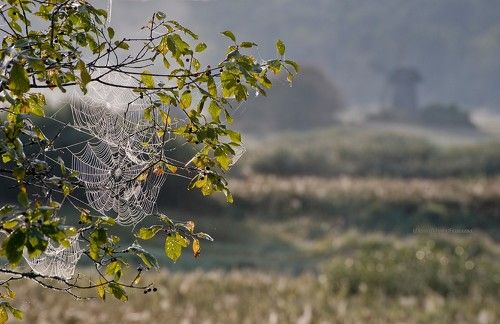 Вяжет  август паутинки!