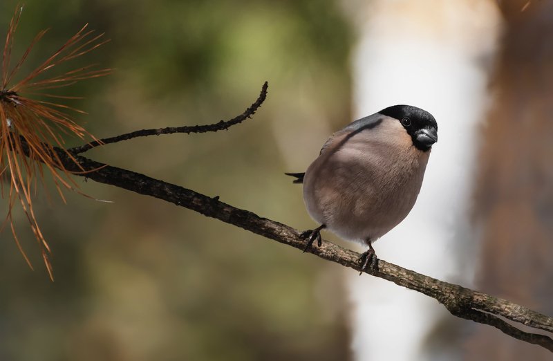 снегирь (самка)..photo preview