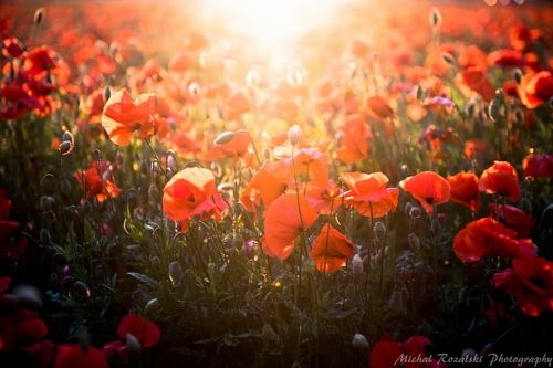 Poppies bathing in the light of setting sun.