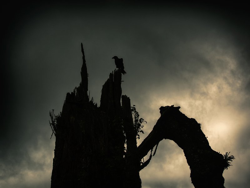 Ночной дозорphoto preview