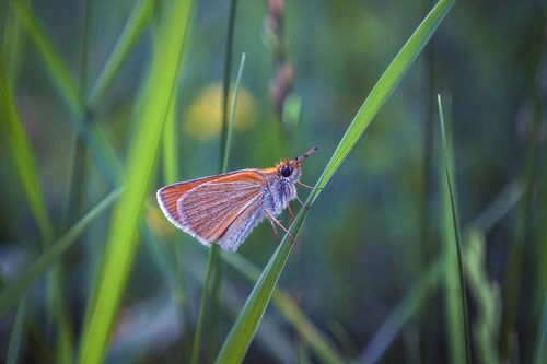 Рыжая, пушистая - но не белка :)