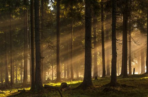 Forest Lights