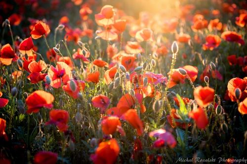 Spring meadow