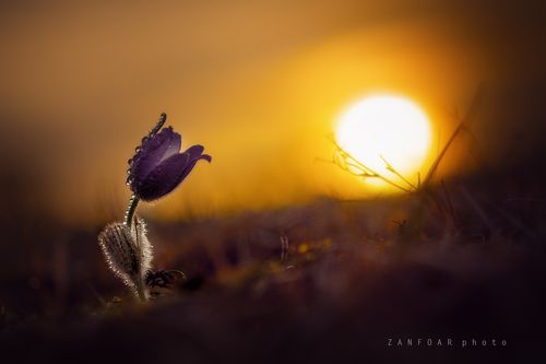 Прострел большой (Pulsatilla grandis ) V.