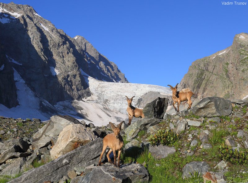 горные козлы, ледник аманауз Горные жителиphoto preview