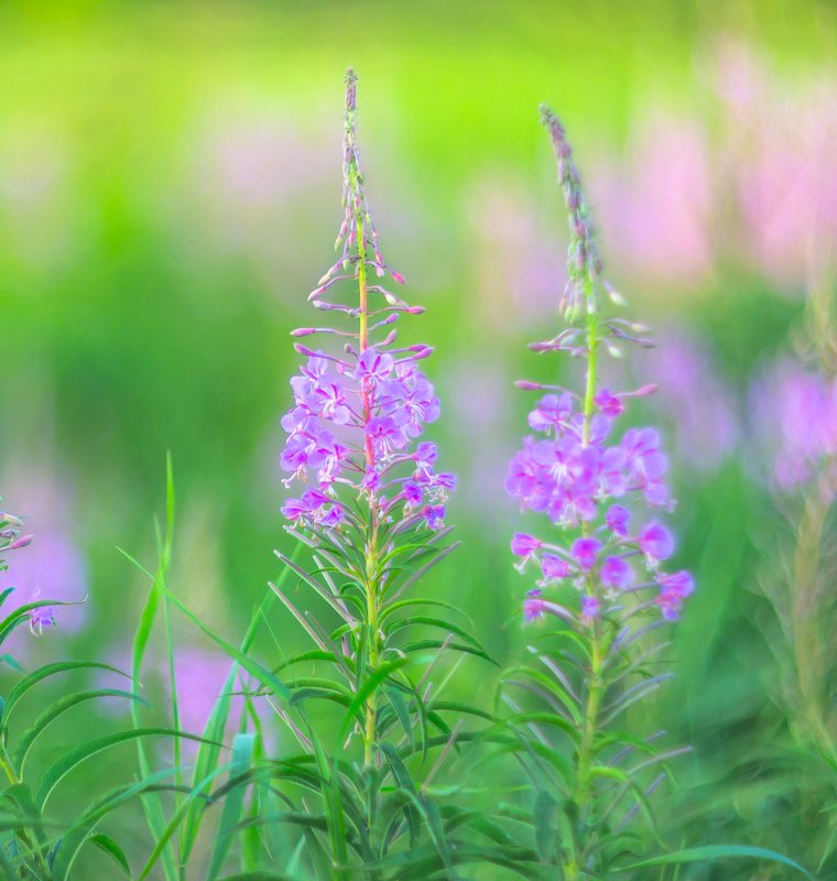 кипрей, иван-чай, лето, акварель, природа, лес, трава Акварель уходящего летаphoto preview