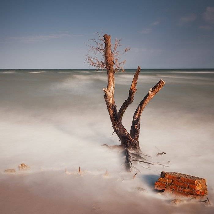 украина, бердянск,  азовское море, бердянская коса, дерево,, Александр
