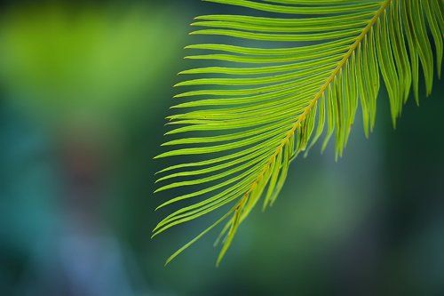 Nature series