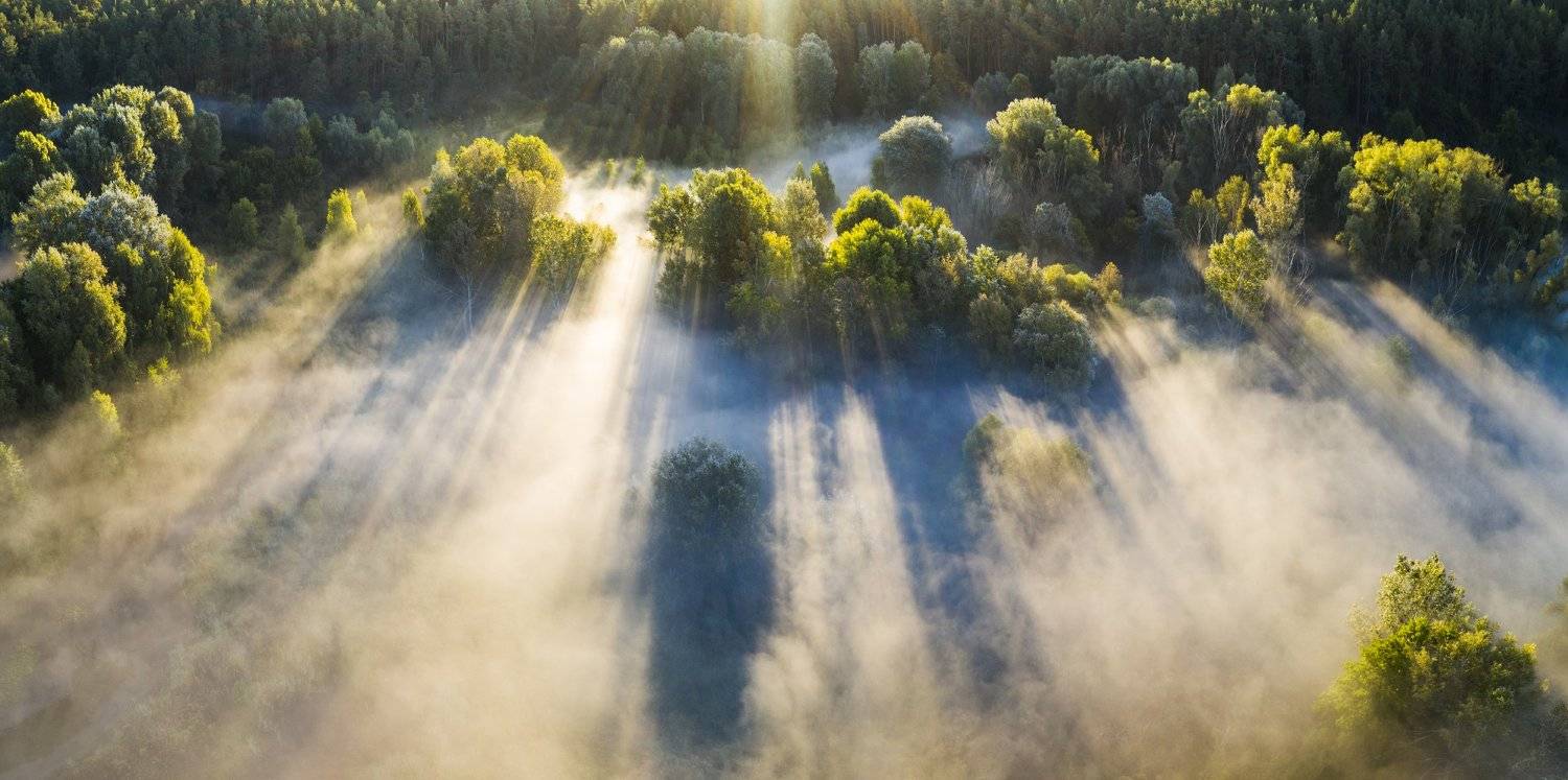 туман, рассвет, лес, Антон Петрусь