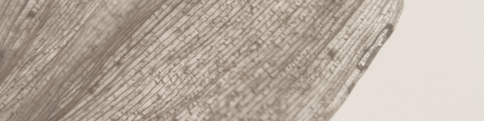 35Photo banner for @opium