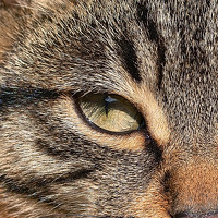 Photo Роман Тырышкин (Roman Tyryshkin) Portrait of a photographer (avatar) Роман Тырышкин (Roman Tyryshkin)