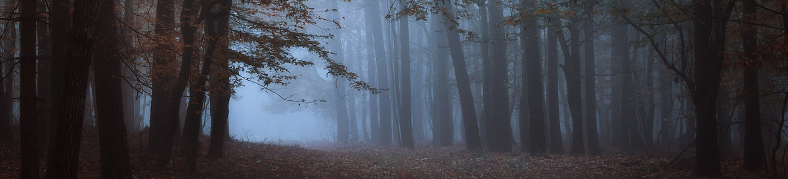 35Photo banner for @bravado