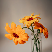 Photo Ирина Крутова (Krutova Irina) Portrait of a photographer (avatar) Ирина Крутова (Krutova Irina)