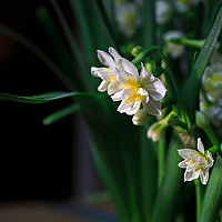 Portrait of a photographer (avatar) 黑铁 (Ari)