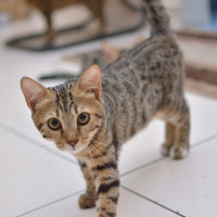 Portrait of a photographer (avatar) Muhammad Muzakkir Bahruddin (Muhammad Muzakkir bin Bahruddin)