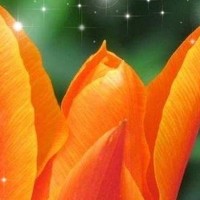 Photo Martine INNOCENT Portrait of a photographer (avatar) Martine INNOCENT