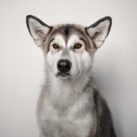 Portrait of a photographer (avatar) Юлия Сёмуха (Yulia Siomuha)