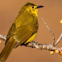 Portrait of a photographer (avatar) Sharath BN