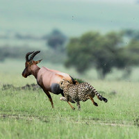 Portrait of a photographer (avatar) ANJANA CHHABRA (Anjana Chhabra)