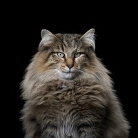 Photo Жёлтиков Стас (Zheltikov Stas) Portrait of a photographer (avatar) Жёлтиков Стас (Zheltikov Stas)