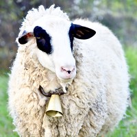 Portrait of a photographer (avatar) Velizar Tasev (Velizar Bogdanov Tasev)