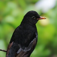 Portrait of a photographer (avatar) Nayiak Mohd Ayoub (Mohd Ayoub Nayiak)
