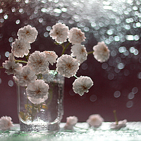 Portrait of a photographer (avatar) Юлия Наумова-Kузнецова (Yuliya Naumova-Kuznetsova)