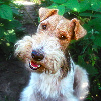 Portrait of a photographer (avatar) Иван (Ivan Ivan)