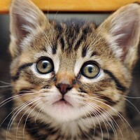 Portrait of a photographer (avatar) xing huaiyu (neo)