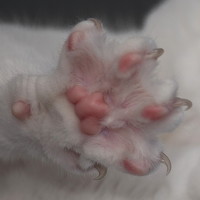 Portrait of a photographer (avatar) Елена Игонина (Elena Igonina)