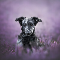 Portrait of a photographer (avatar) Omica Meinen