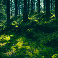 Portrait of a photographer (avatar) Juozas Zalunskis