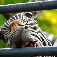 Photo At Portrait of a photographer (avatar) At