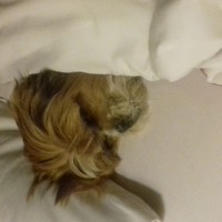 Portrait of a photographer (avatar) stan