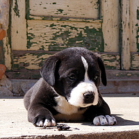 Portrait of a photographer (avatar) zoltans (zoltan szabo)