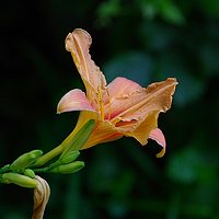 Photo lexus (Nopis) Portrait of a photographer (avatar) lexus (Nopis)