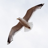 Portrait of a photographer (avatar) AP