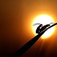 Portrait of a photographer (avatar) AirPavel