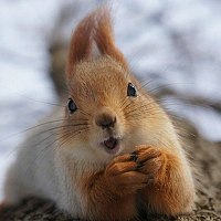 Portrait of a photographer (avatar) Максим Родников