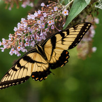 Portrait of a photographer (avatar) PETRO SHOSTAK