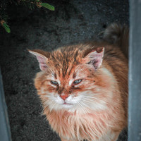 Portrait of a photographer (avatar) Elena Anatol\\\'evna