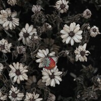 Portrait of a photographer (avatar) cherrycrushi