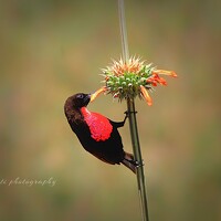 Portrait of a photographer (avatar) Erasti Shish (Erastus Mbugua)